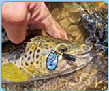 Colonel Classic Spinner - Mother of Pearl Series - Abalony / Paua SIlver